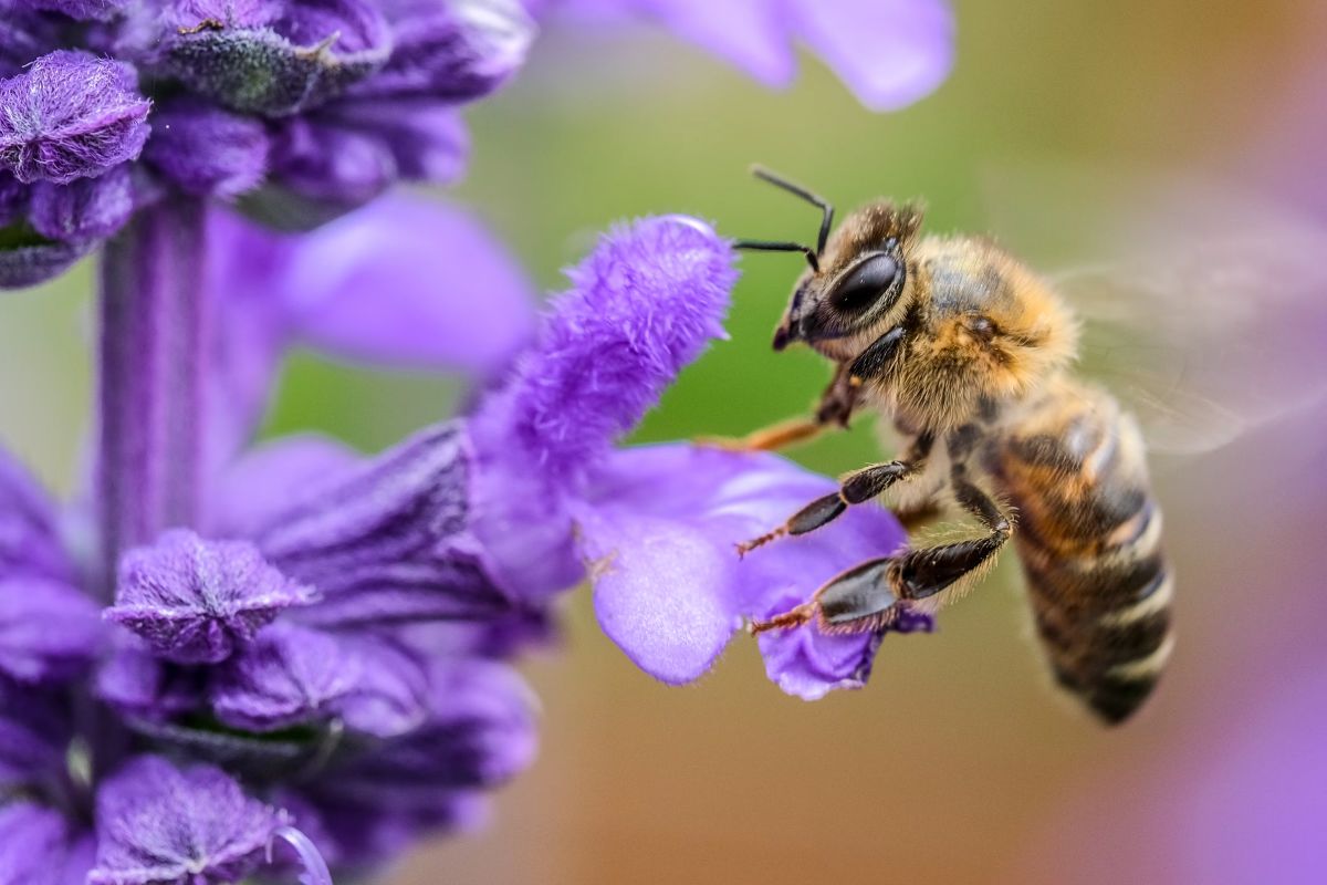 Bee and flower