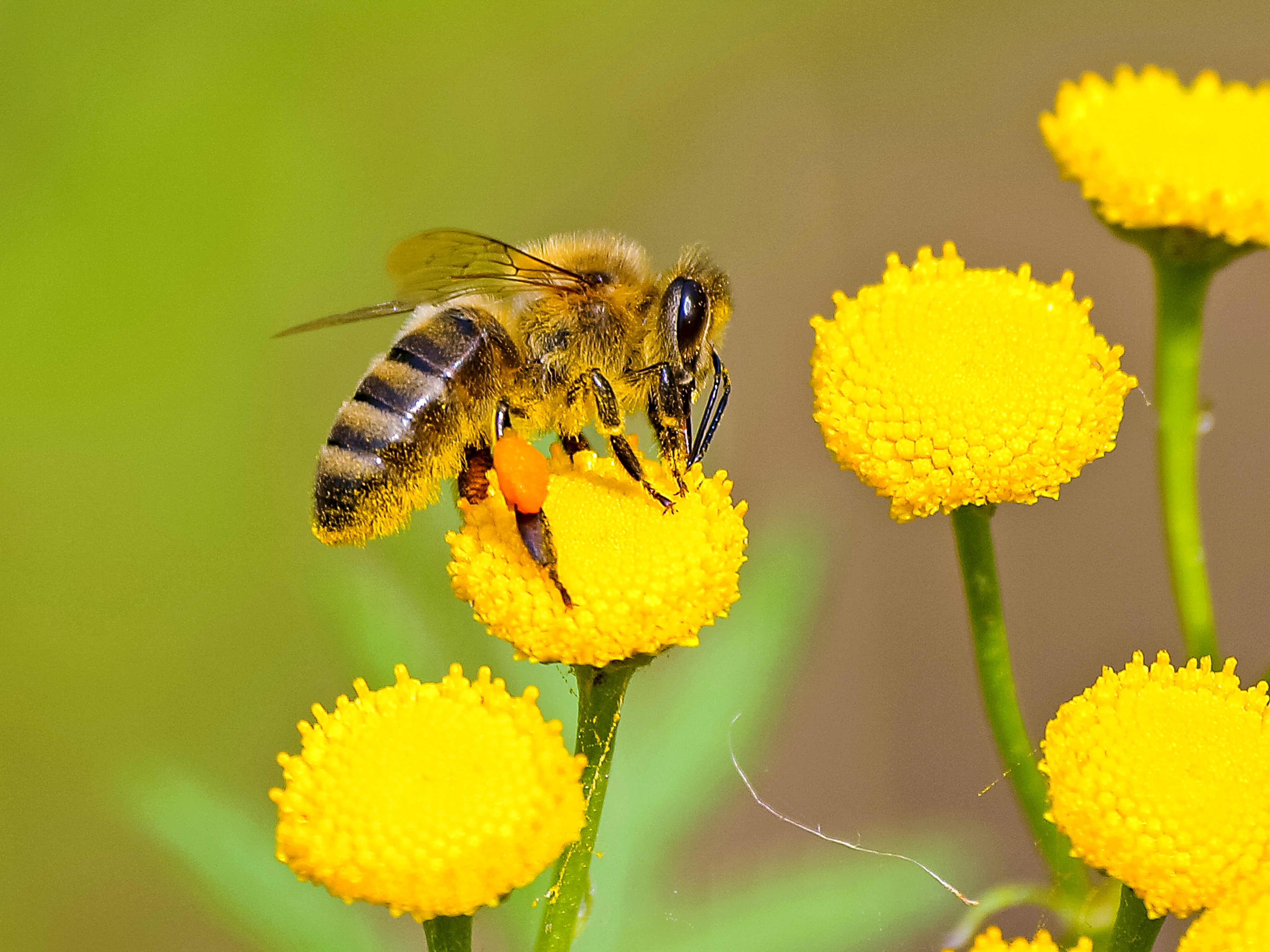 bee bloom
